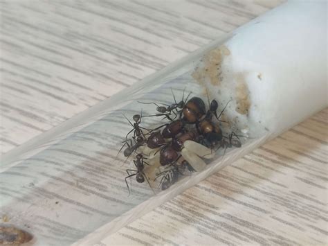 Camponotus Nicobarensis Vente De Colonies Polygynes