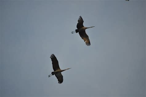 Sandhill Cranes Sherburne National Wildlife Refuge Minnes Joe