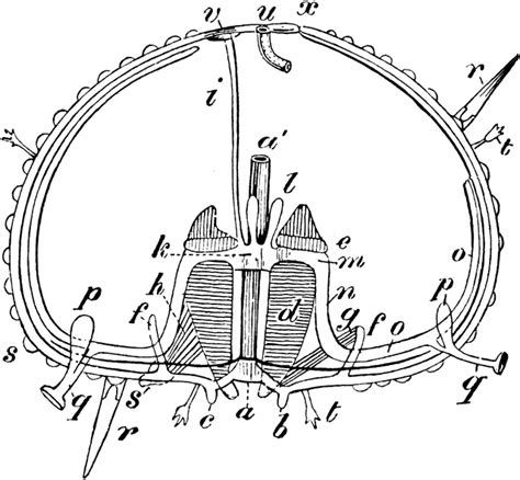 Diagram Sea Urchin Anatomy Diagram Mydiagramonline