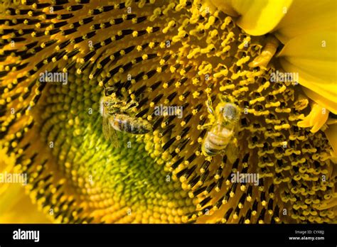 Sunflower In A Sunflower Field Hi Res Stock Photography And Images Alamy