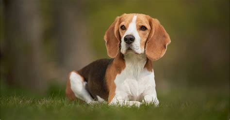 Beagle Características Carácter Y Cuidados