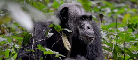 Days Bwindi Gorilla Trekking Through Rwanda