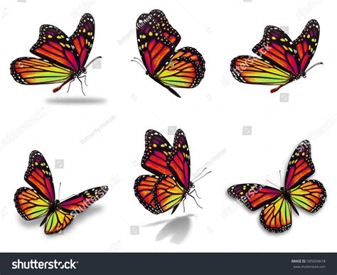 Beautiful Six Monarch Butterflies Set Isolated Stock Photo Edit Now