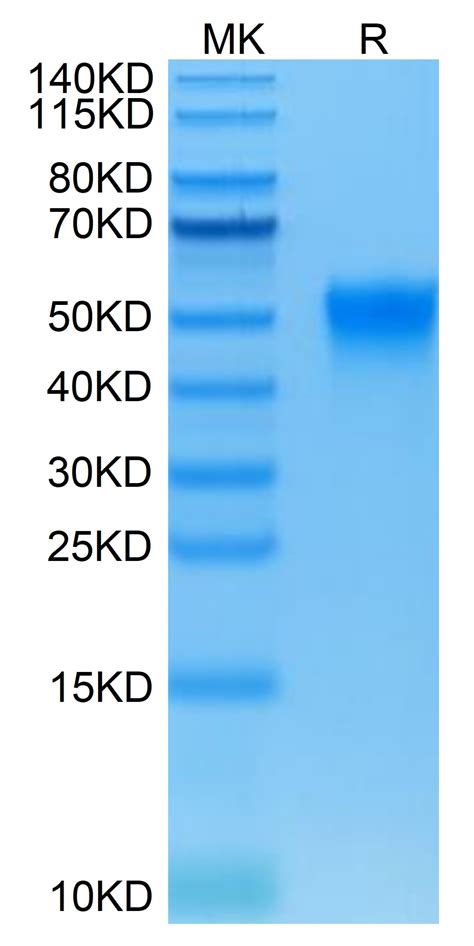 Biotinylated Human Fc Gamma Riiia Cd A F Protein Recombinant