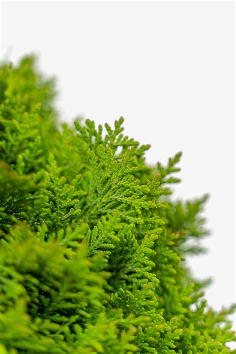 Danica Globe Thuja Arborvitae For Sale Online The Tree Center