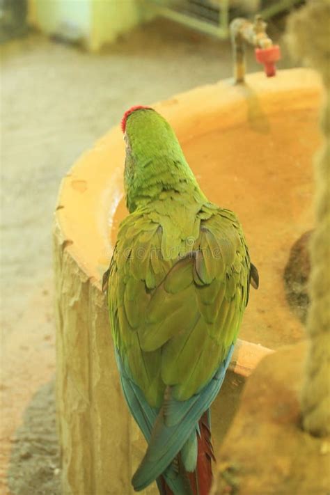 Macaws Are A Group Of Long Tailed New World Parrots That Are Often