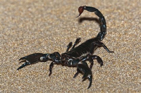 Image - Emperor scorpion or Imperial scorpion (Pandinus imperator).jpg ...