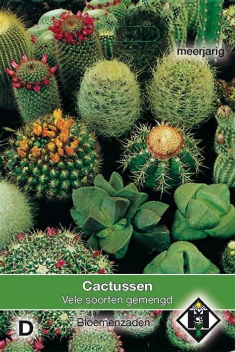 Cacti Cactus seeds - Seeds • Tuinzaden.eu