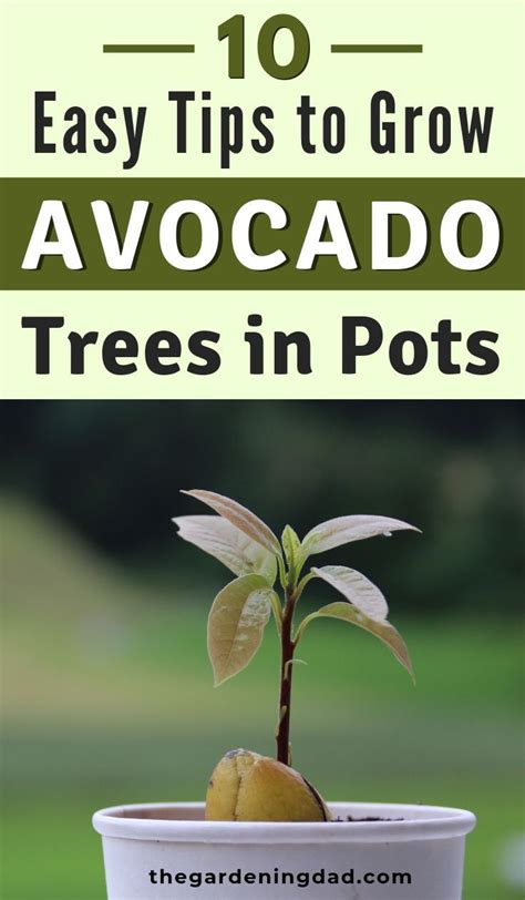 Easy Tips To Growing Avocado In Pots The Gardening Dad Growing