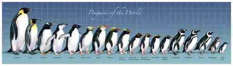 which penguins are most endangered | Penguins International