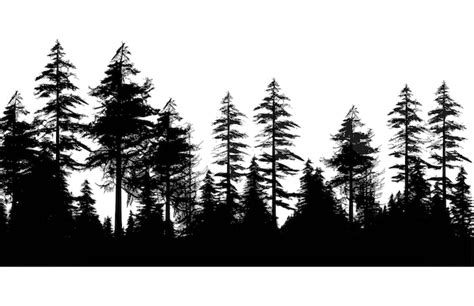 Premium Vector Coniferous Pine Fir Conifer Tree Forest Silhouette