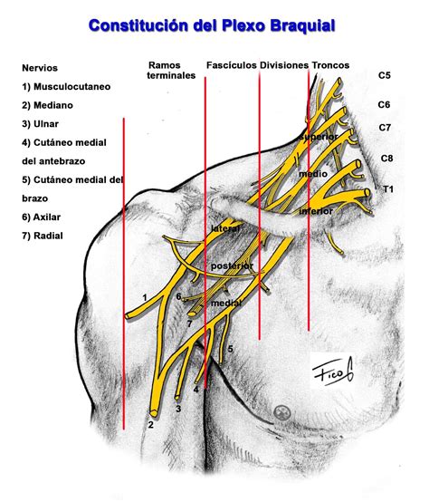 Anatomia en Taller Constitución del plexo braquial