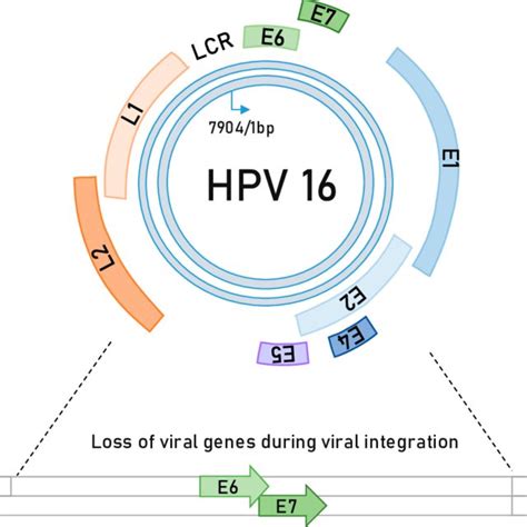 E And E Oncoproteins Of Hpv A Schematic Representation Of