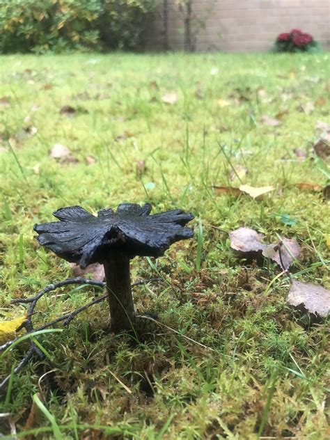 Stunningly black mushroom in my garden [OC] : r/MushroomPorn