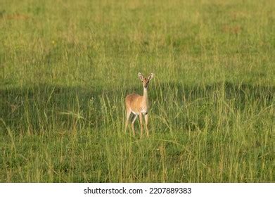 405 Oribi Stock Photos, Images & Photography | Shutterstock