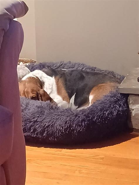 Sleep With One Eye Open Gripping Your Pillow Tight R Basset