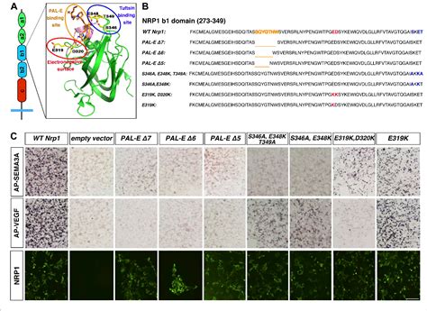 Pdf Neuropilin 1 Functions As A Vegfr2 Co Receptor To Guide