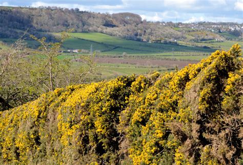 Whin Bush Whitehead © Albert Bridge Cc By Sa20 Geograph Ireland