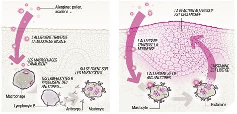 Par un mécanisme de défense en deux temps Science et vie