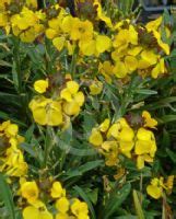 Erysimum Walberton S Fragrant Sunshine Fragrant Sunshine Wallflower