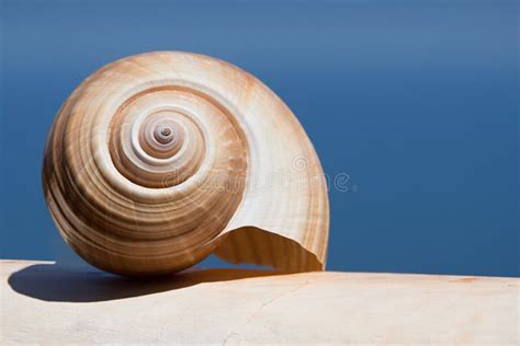 Large Sea Shell Swirl On A White Wall Stock Image Image Of Nature