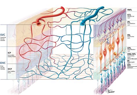 Schematic Representation Of The Parafoveal Vascular Network