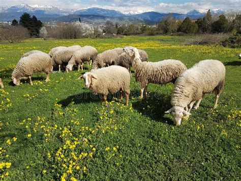 Sheeps On Meadow In Spring Season Green Grass In Ioannina Greece Stock