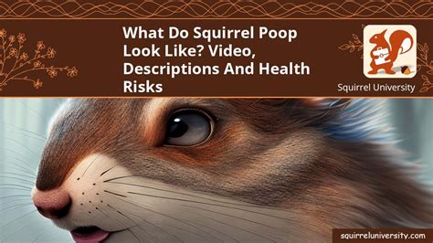 What Do Squirrel Poop Look Like? Video, Descriptions and Health Risks ...