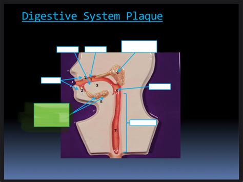 Digestive System Plaque Flashcards Quizlet