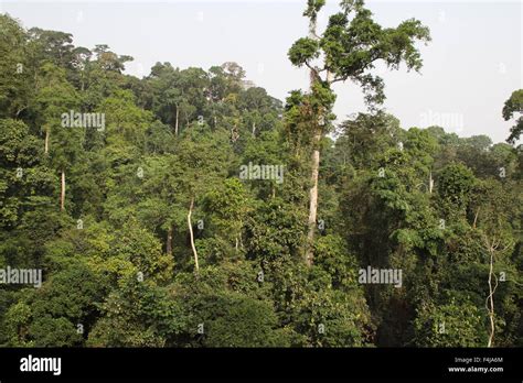 Kakum National Park Ghana Western Africa Stock Photo Alamy