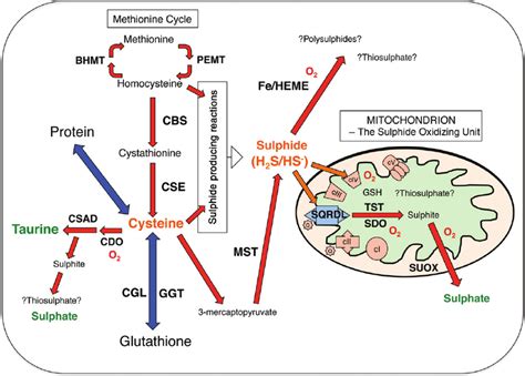 A Model For Cysteine And Sulphide Metabolism Bold Capitals Enzymes Download Scientific