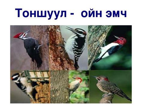 үзүүлэн 1 ойн амьтад