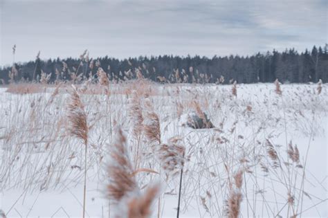 Premium Photo The Ears Of Grass Stick Out From Under The Snow There