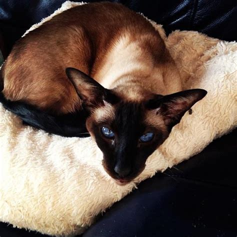 Art And Photos Of The Siamese Cat Siamese Orientals Cats Siamese Cats