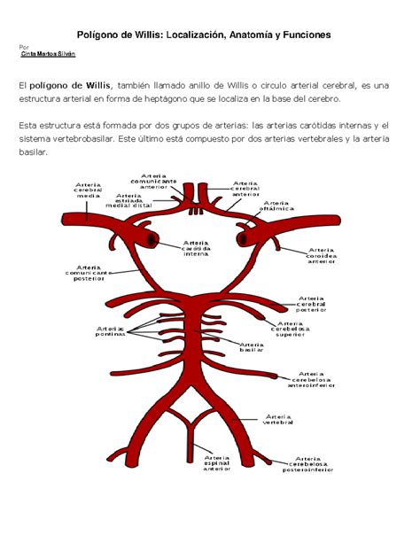 Poligono de willis compress Polígono de Willis Localización
