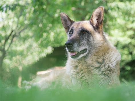 Wat Te Regelen Na Het Overlijden Van Je Hond Woody Co