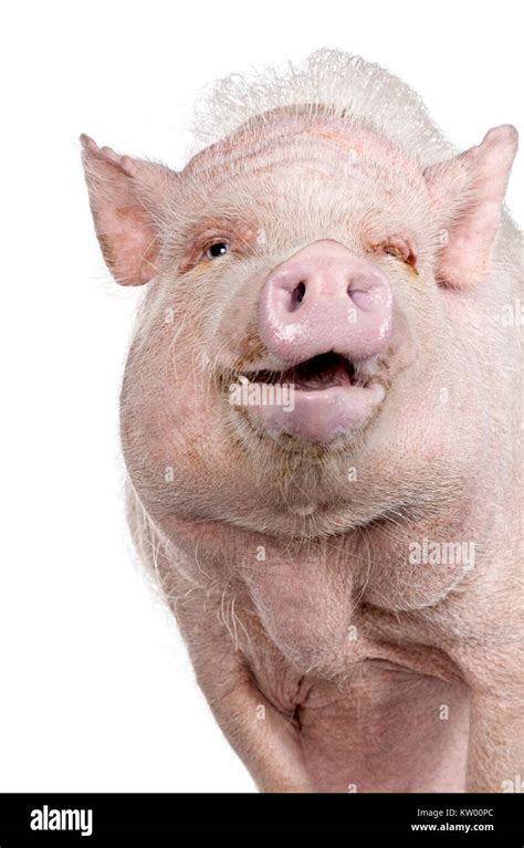 Portrait Of Gottingen Minipig Standing Against White Background Studio