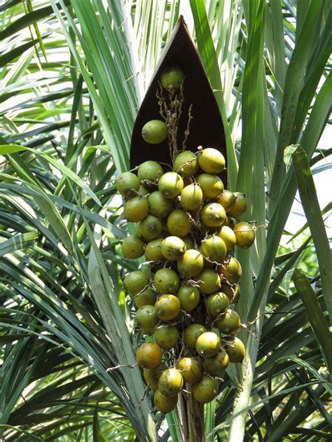 List Of Best Palm Fruits Fruits From Palm Trees