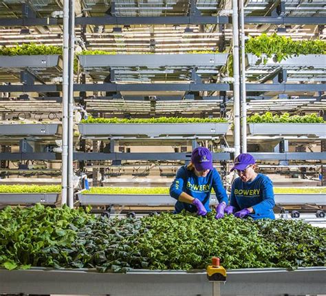 These Vertical farming companies making sustainable boom for better future