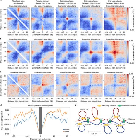 Sisterc Shows That Cohesive Cohesin Mediates Interactions Between