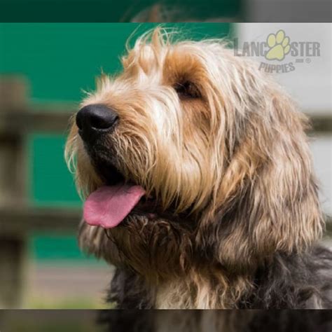 Otterhound Puppies for Sale | Lancaster Puppies