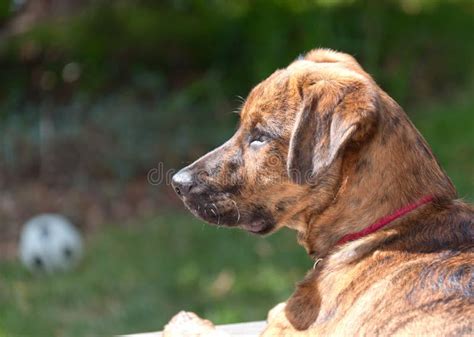 Brindled Plott Hound Puppy Stock Photo Image Of Look 20000298