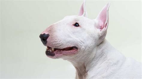 Descubre Los Diferentes Tipos De Bull Terriers En El Mundo