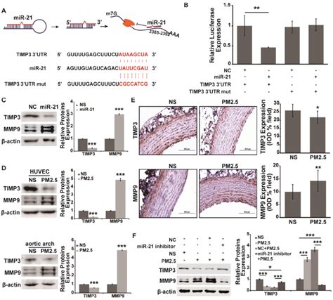 Timp3 Mmp9 Is The Direct Target Of Mir 21 And Is Involved In