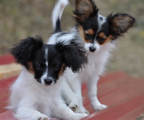 Roads End Papillons Roads End Previous Papillon And Phalene Puppies 3