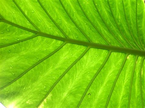 foglia   photo  freeimages