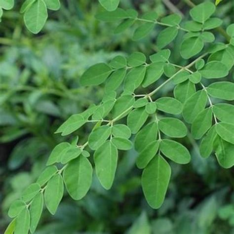 Daun Kelor Manfaat Efek Samping Dan Cara Penggunaan IDN Medis