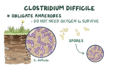 Clostridium Difficile Toxin