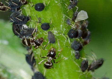 C Mo Preparar Agua Jabonosa Para Eliminar Pulgones De Las Plantas En