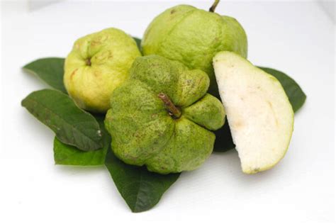 Indonesian Seedless Guava Psidium Guajaba